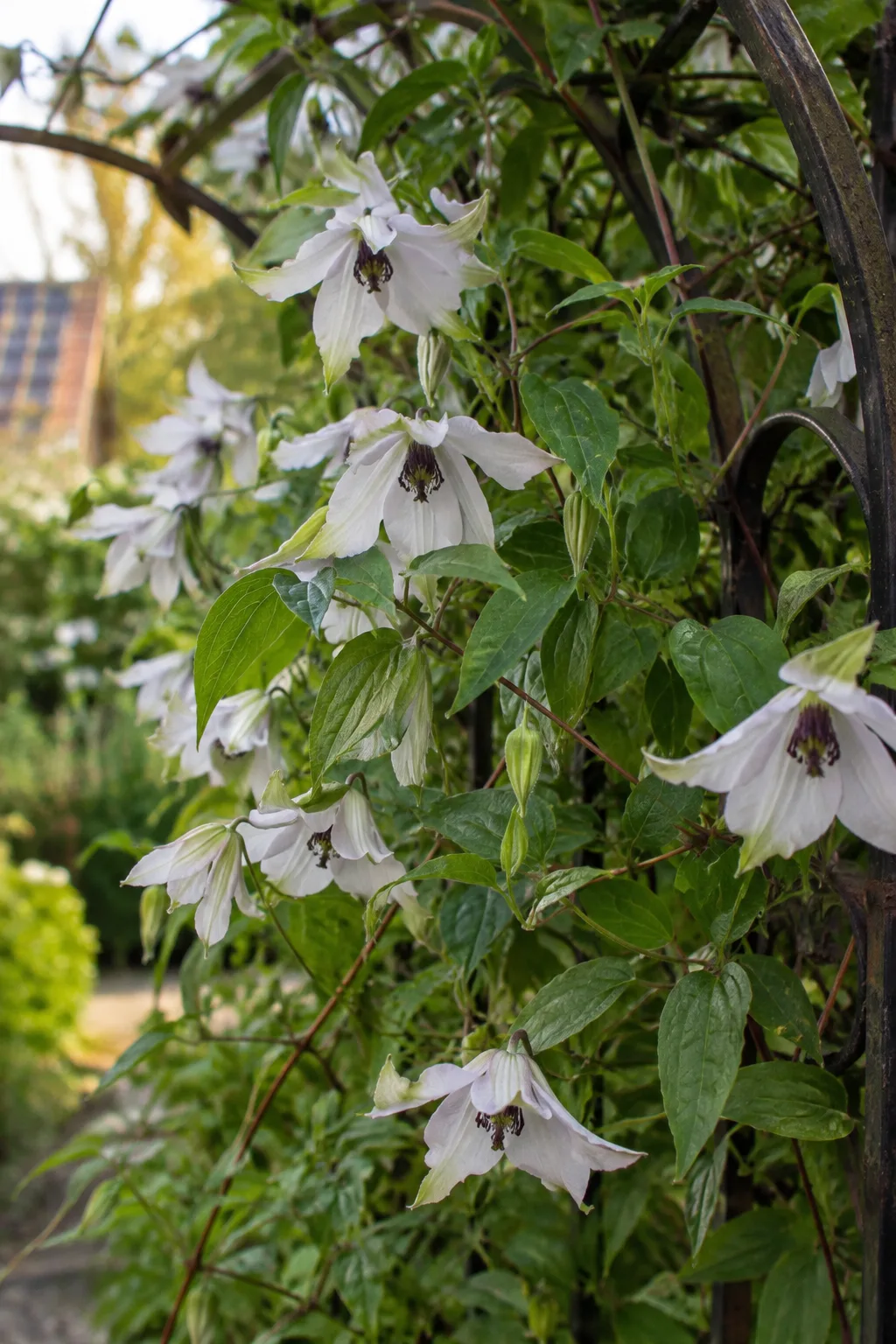 Clematis an einem Rosenbogen im Halbschatten mit nickenden weißen Blüten, deren Kelchblätter grüne Spitzen tragen, in der Mitte dunkle Staubgefäße