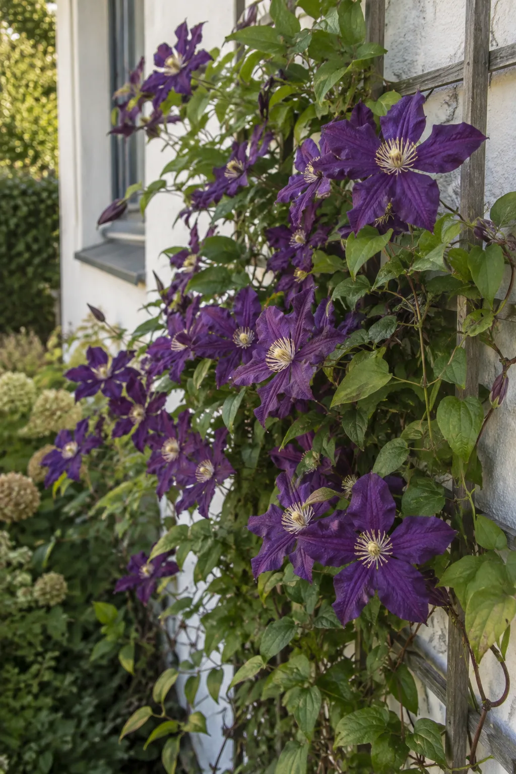 Clematis an einem Spalier an einer Ostwand mit vielen mittelgroßen, dunkelvioletten Blüten mit hellen Staubgefäßen im Spätsommer