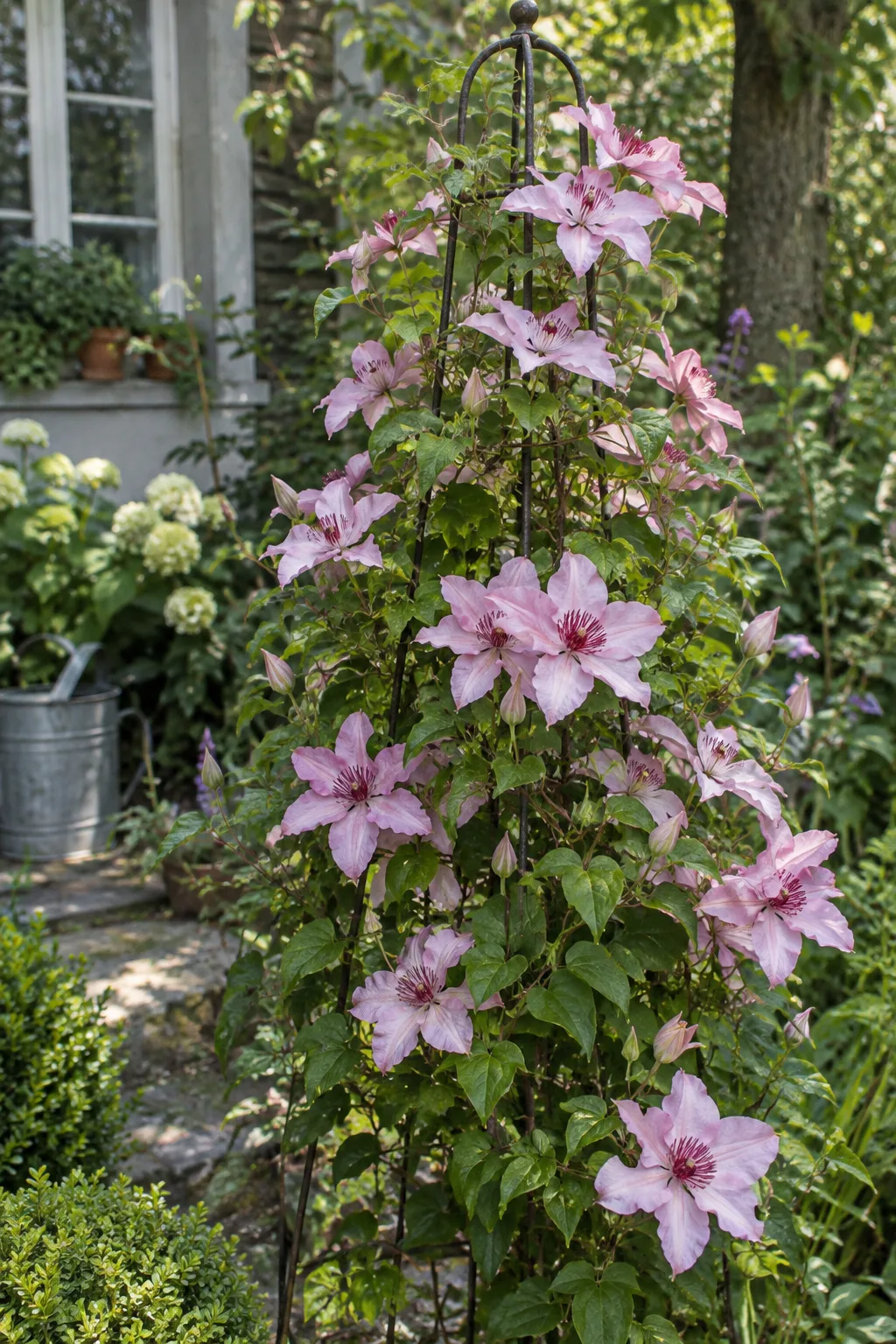 Kompakte Clematis an einem Obelisken im Halbschatten mit vielen muschelrosa Blüten mit dunkelroten Staubbeuteln im Hochsommer