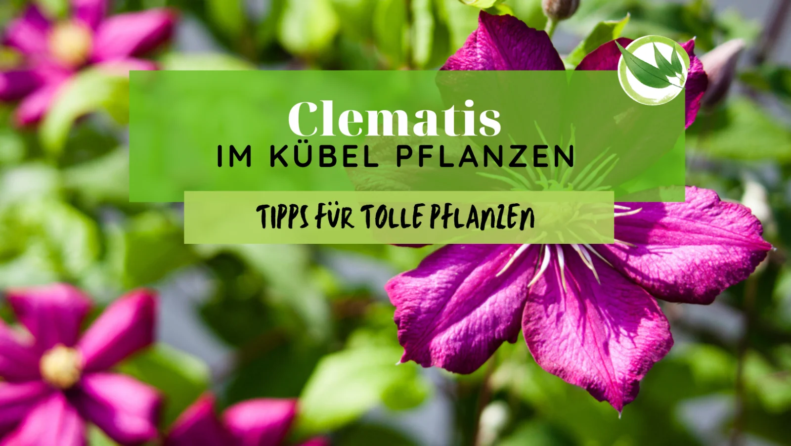 Clematis im Kübel pflanzen - Tipps für tolle Pflanzen