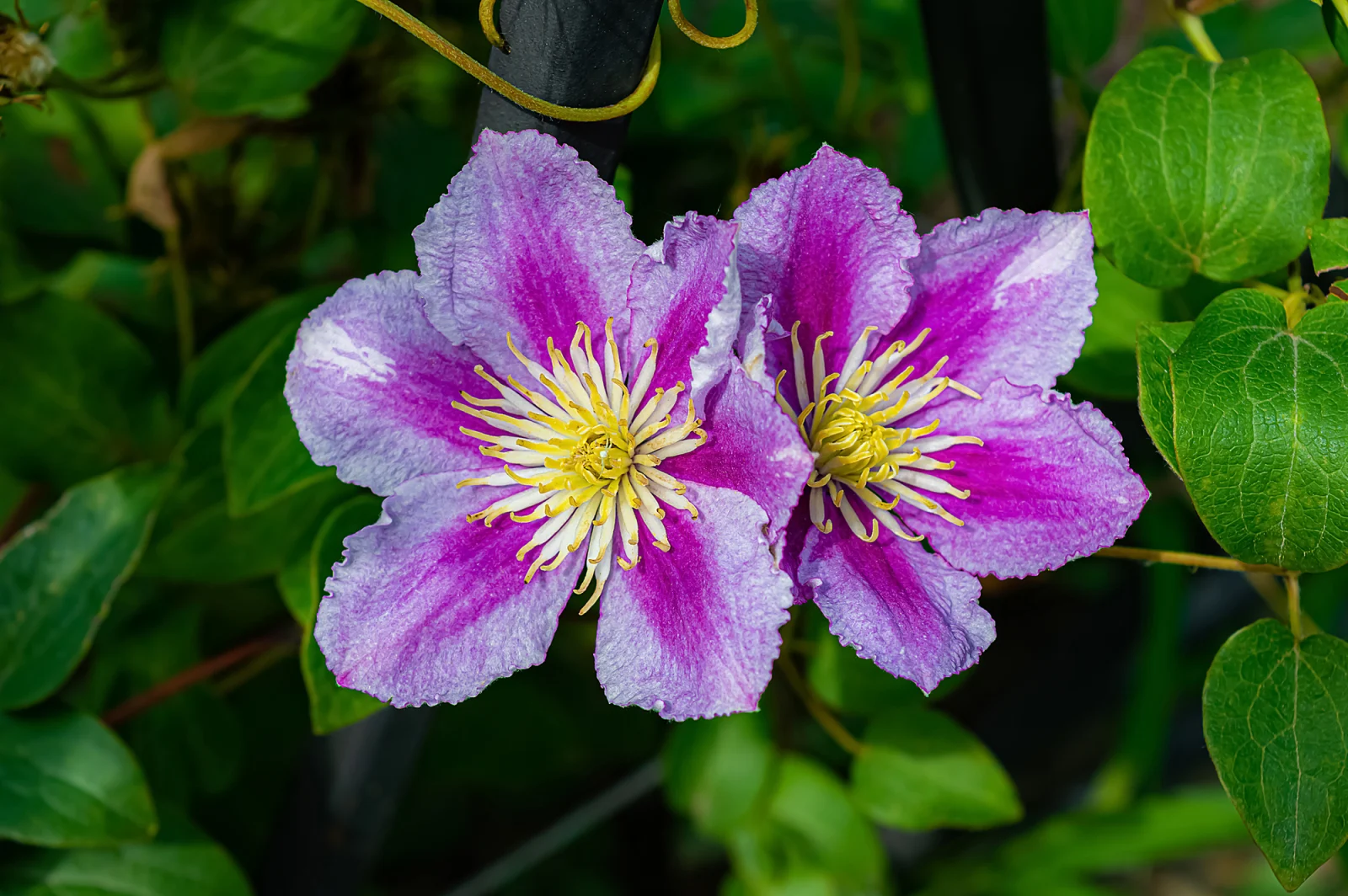 Clematis überwintern leicht gemacht: Das raten Experten jetzt