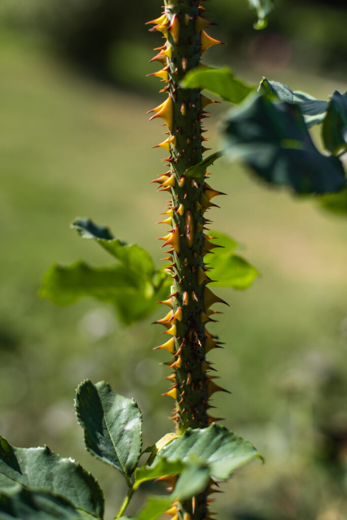 Close up view of rose stem with leaves