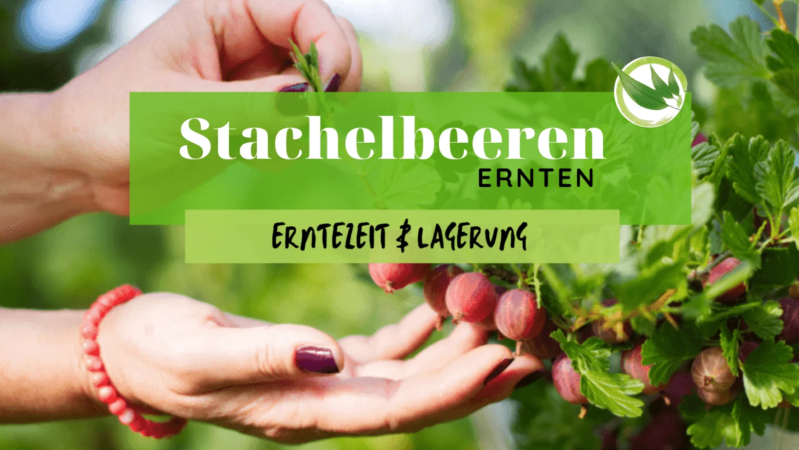 Stachelbeeren ernten – Erntezeit & Lagerung