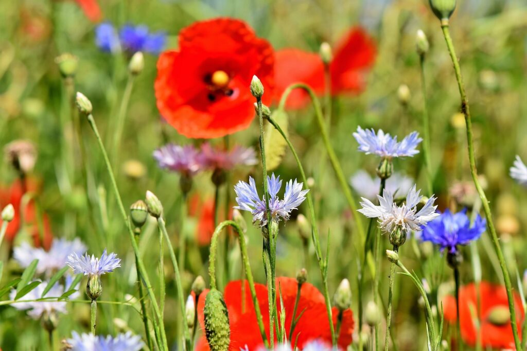 cornflowers, poppies, field of flowers