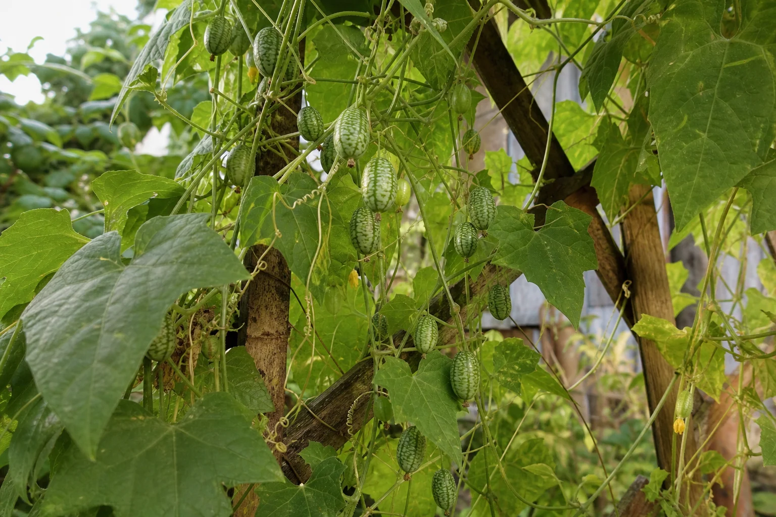 Mexikanische Mini-Gurken (Cucamelons) anbauen: die süß-saure Mini-Melone für den Garten