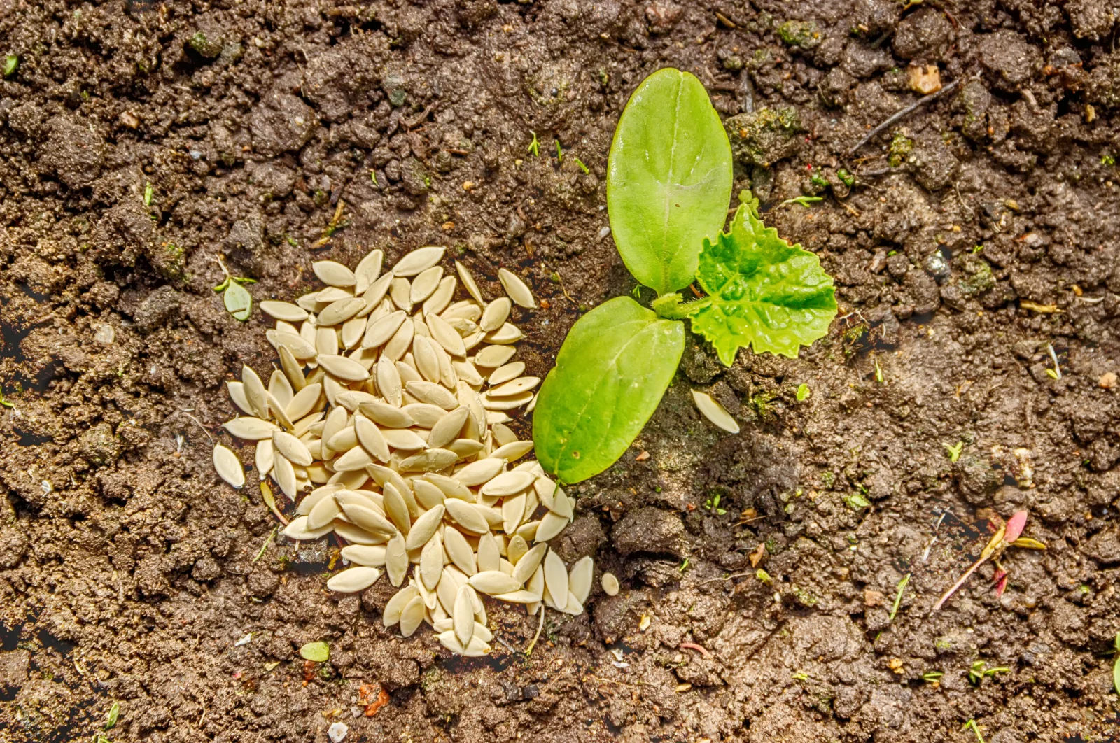 Cucumber seedlings sprout from the ground close-up