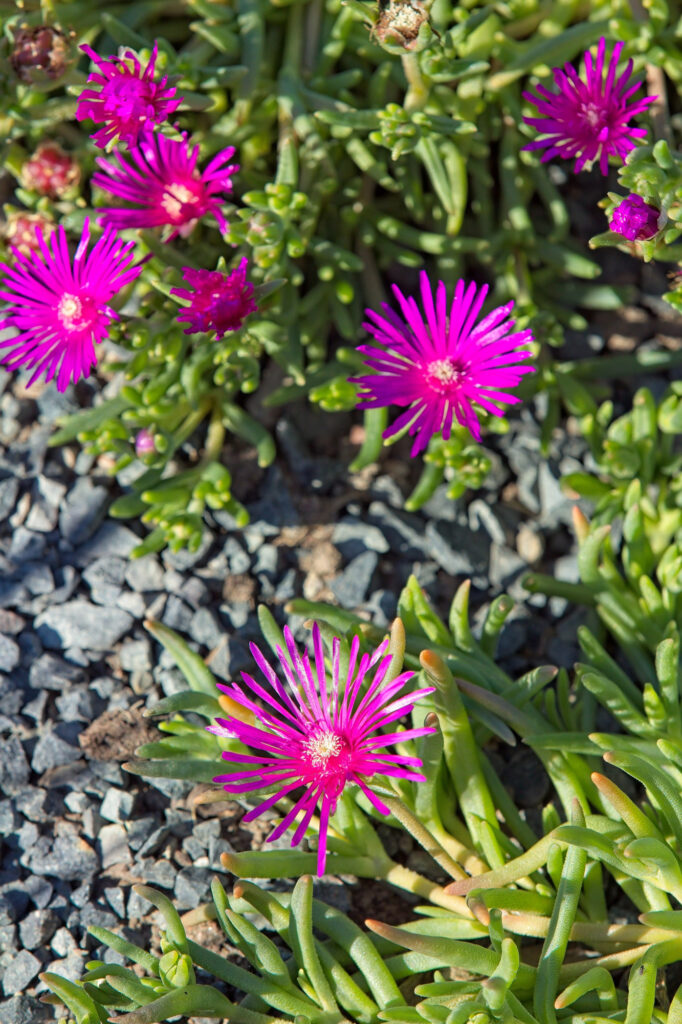 Lila Blüten auf Kiesboden