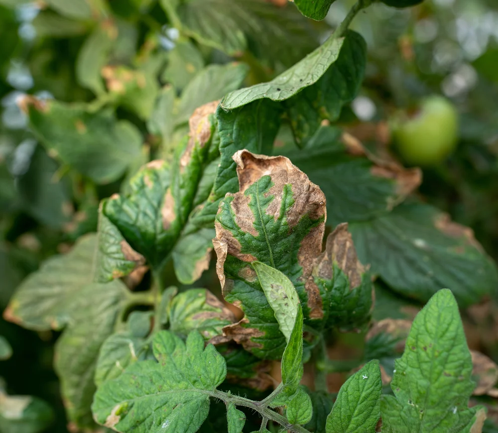 Braun verfärbte Tomatenblätter im Garten