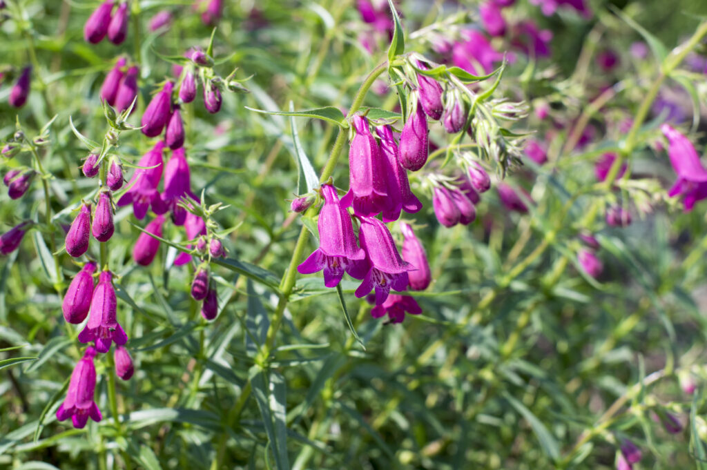Lila Glockenblumen im Grünen