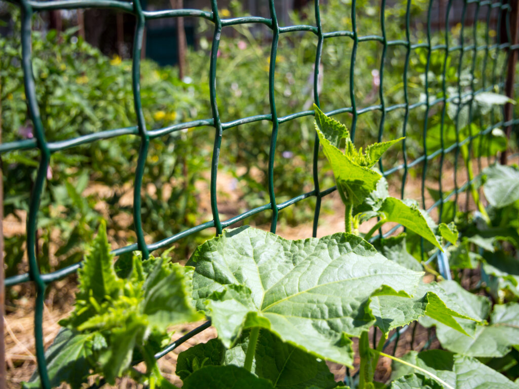 Gemüsegarten mit Gitterzaun und Pflanzen.