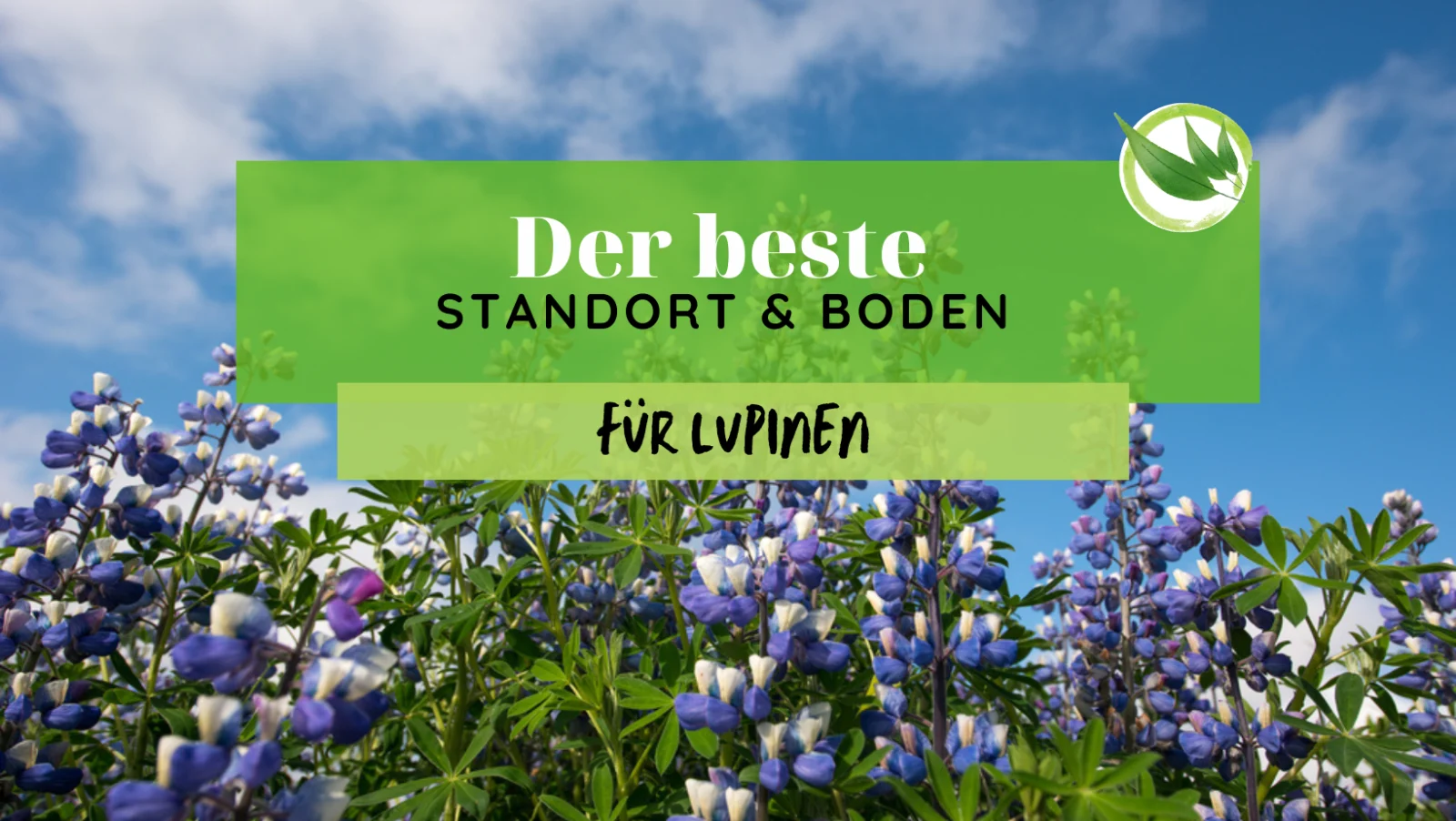 Lupinen Standort & Boden – Perfekte Bedingungen für Lupinen