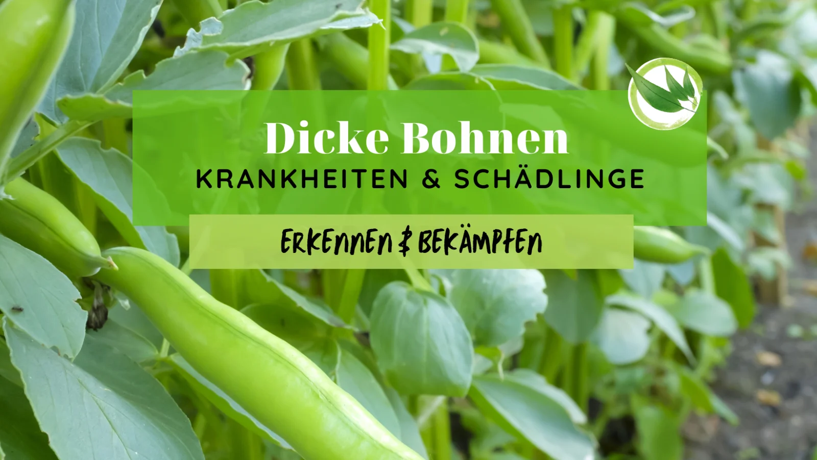 Typische Dicke Bohnen Krankheiten & Schädlinge erkennen & bekämpfen
