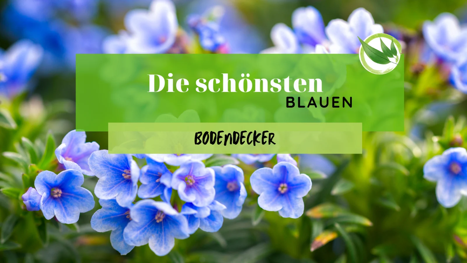 Blau blühende Bodendecker als dichter Teppich im Frühjahrsbeet