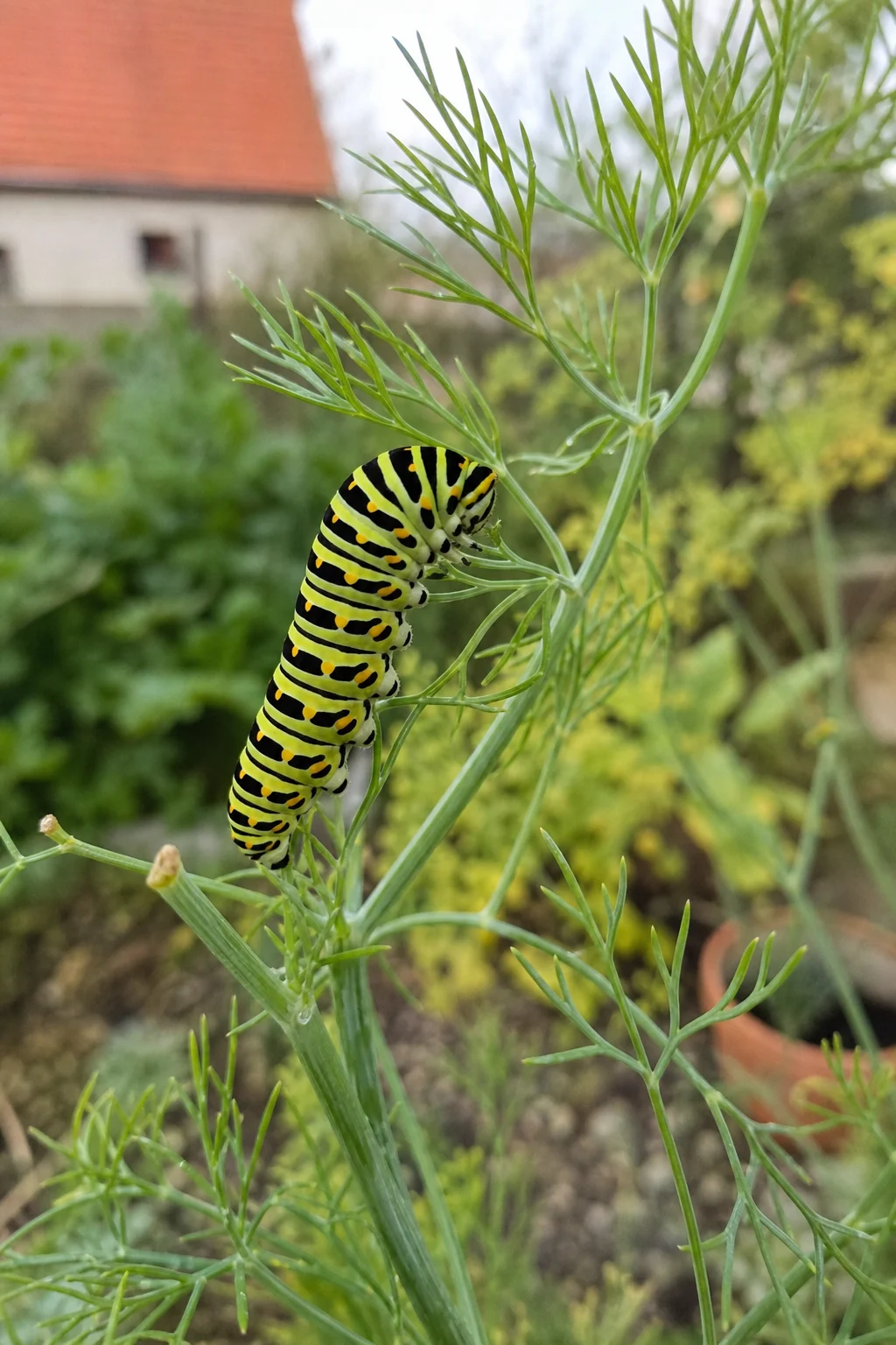 Eine schwarz-grün-gelb gestreifte Raupe des Schwalbenschwanz-Schmetterlings sitzt auf einem Dillblatt und frisst, im Hintergrund weitere Dillstängel.
