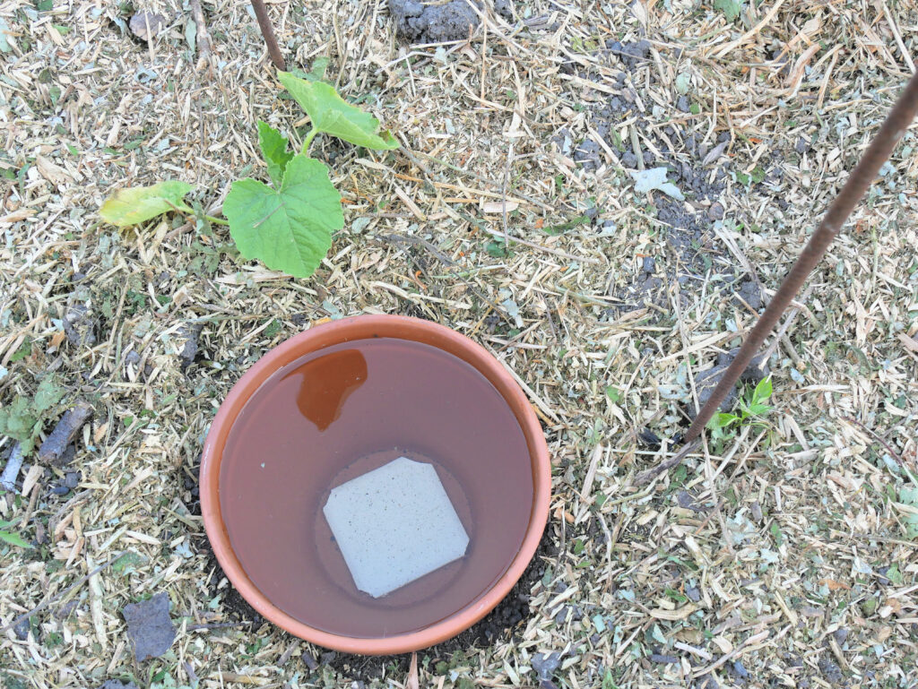 DIY continuous jar watering system, called oyas or ollas, around young vegetable plants, on mulched soil.