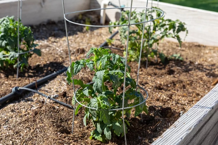 Selbstgebauter Tomatenkäfig