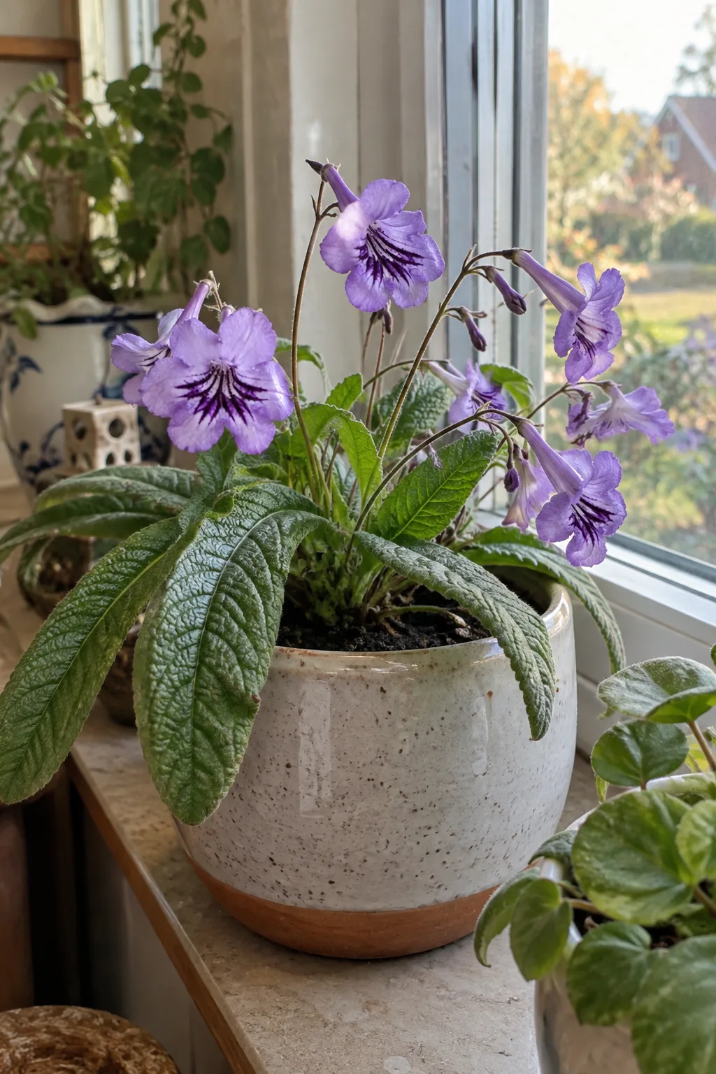 Drehfrucht in einem Topf an einem hellen Westfenster mit langen, runzeligen Blättern am Boden und mehreren dünnen Stielen mit trompetenförmigen violetten Blüten mit dunklen Streifen im Schlund