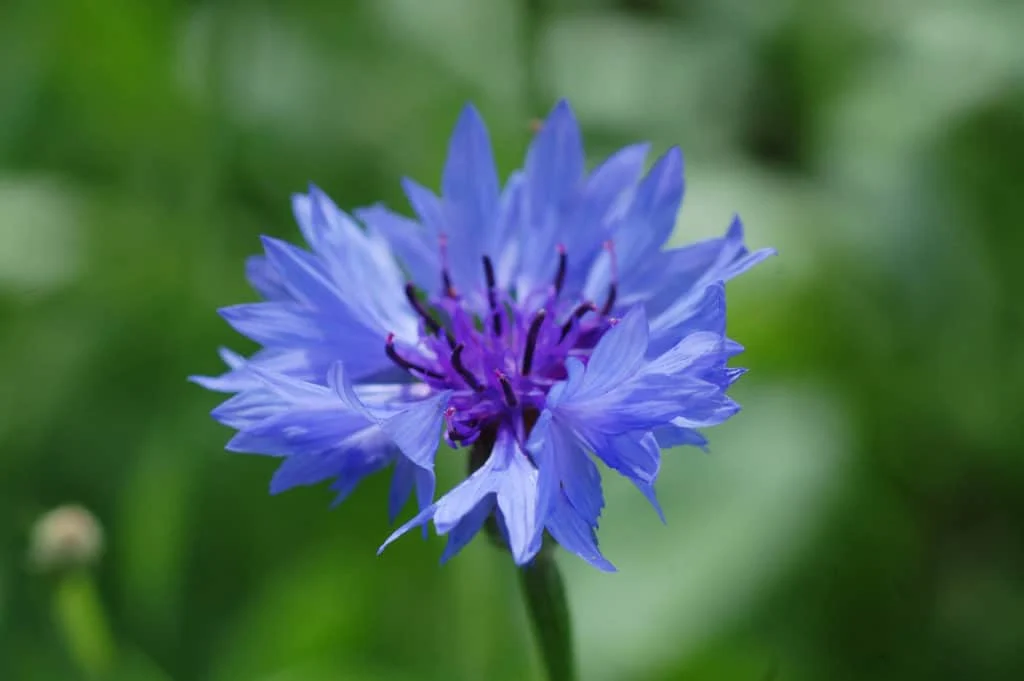 ... Kornblumen,