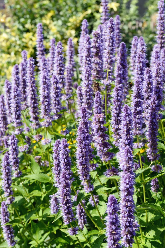 Lila Blumen mit grünen Blättern im Garten