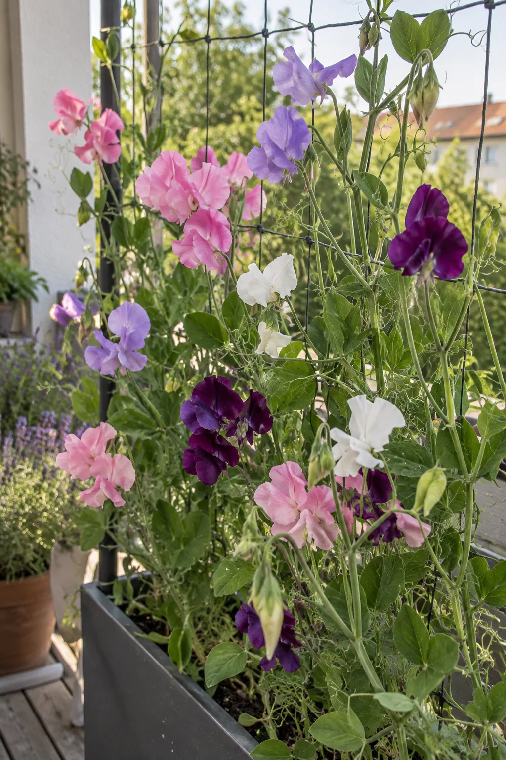 Duftwicken an einem Netz im Balkonkasten mit gerüschten Blüten in Rosa, Lila, Weiß und Purpur