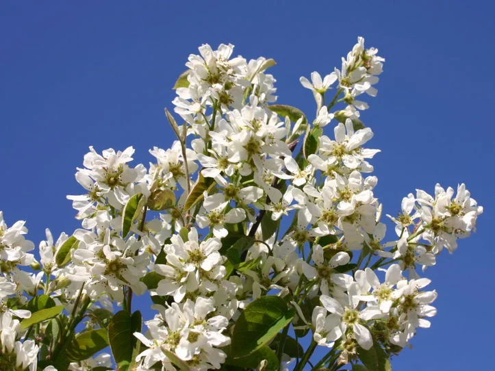 Blühende Gemeine Felsenbirne mit weißen, sternförmigen Blüten vor blauem Himmel