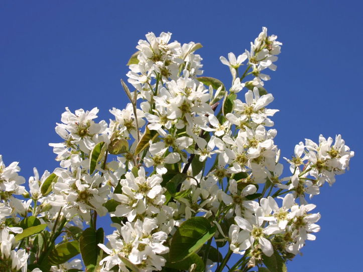 Blühende Gemeine Felsenbirne mit weißen, sternförmigen Blüten vor blauem Himmel