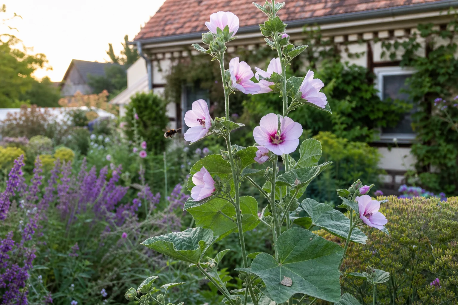 Echter Eibisch im Garten: Heilpflanze, Bienenweide und Bauerngarten-Klassiker