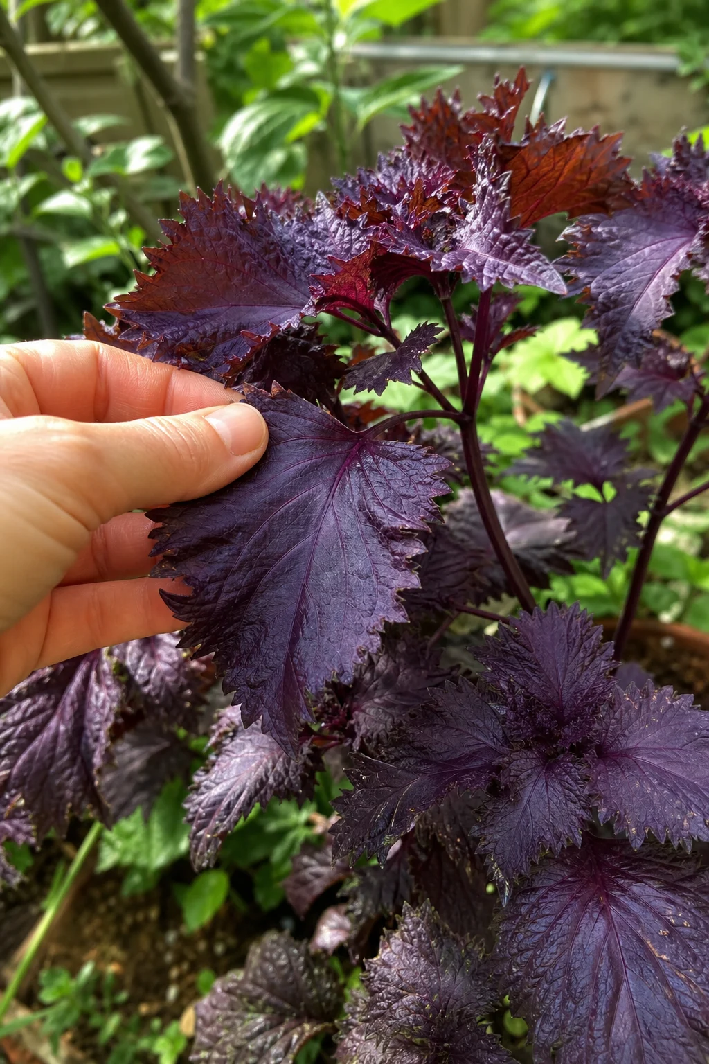 Tiefviolette, gekrauste Shiso-Blätter in einem Beet, eine Hand zupft sorgfältig ein einzelnes Blatt.