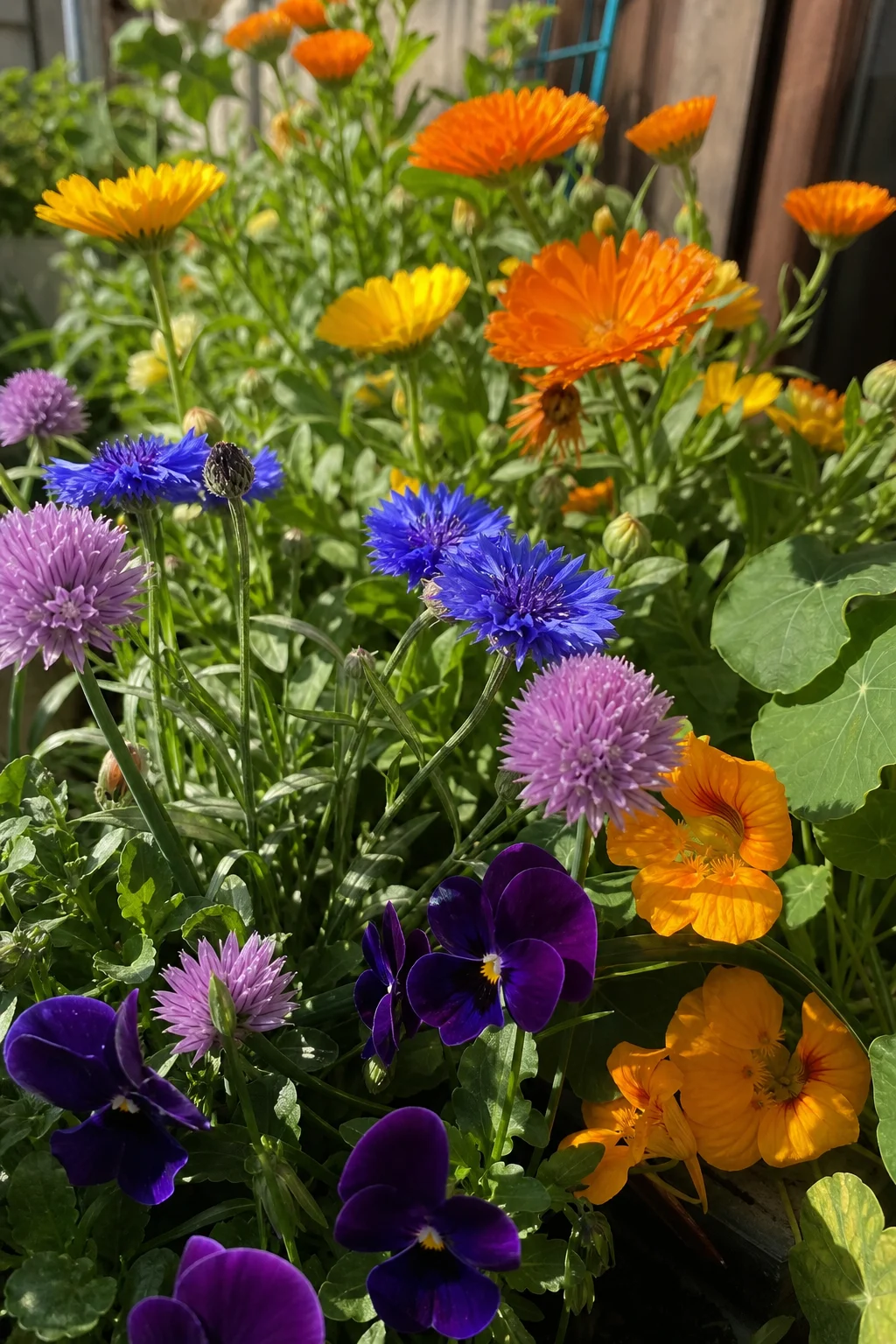Essbare Blüten im Beet — leuchtend orange Ringelblumen, blaue Kornblumen, dunkelviolette Hornveilchen, goldene Kapuzinerkressen und rosa Schnittlauchblüten.