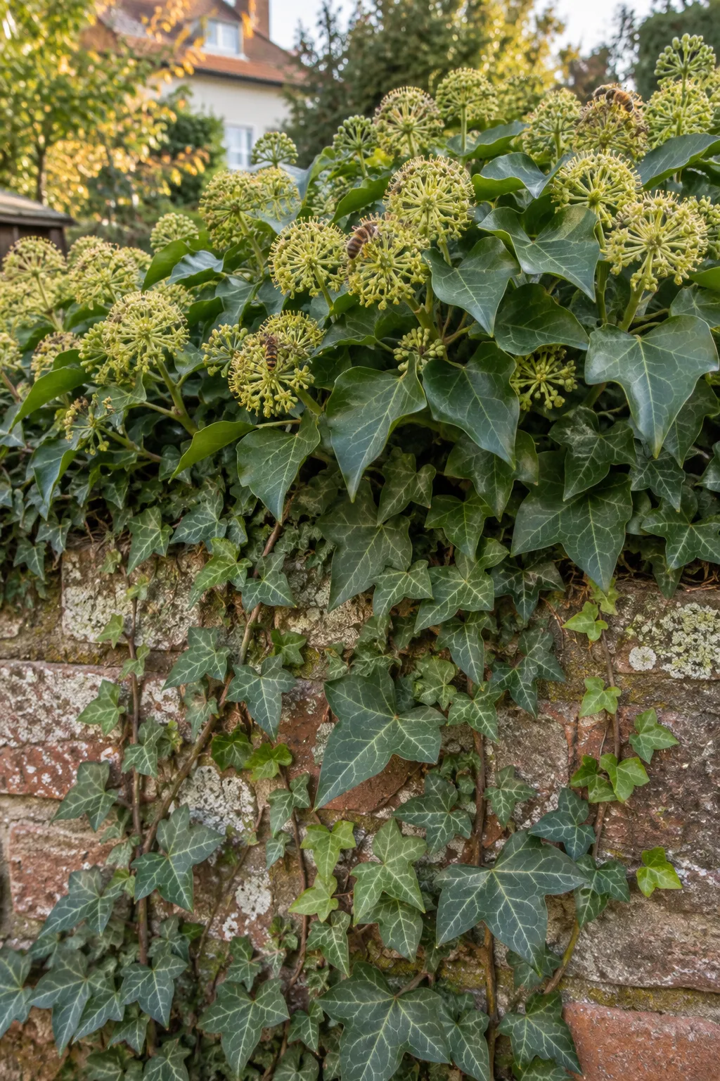 Alte Ziegelmauer voller Efeu, oben buschige Triebe mit kugeligen gelbgrünen Blütendolden, an denen Bienen sammeln