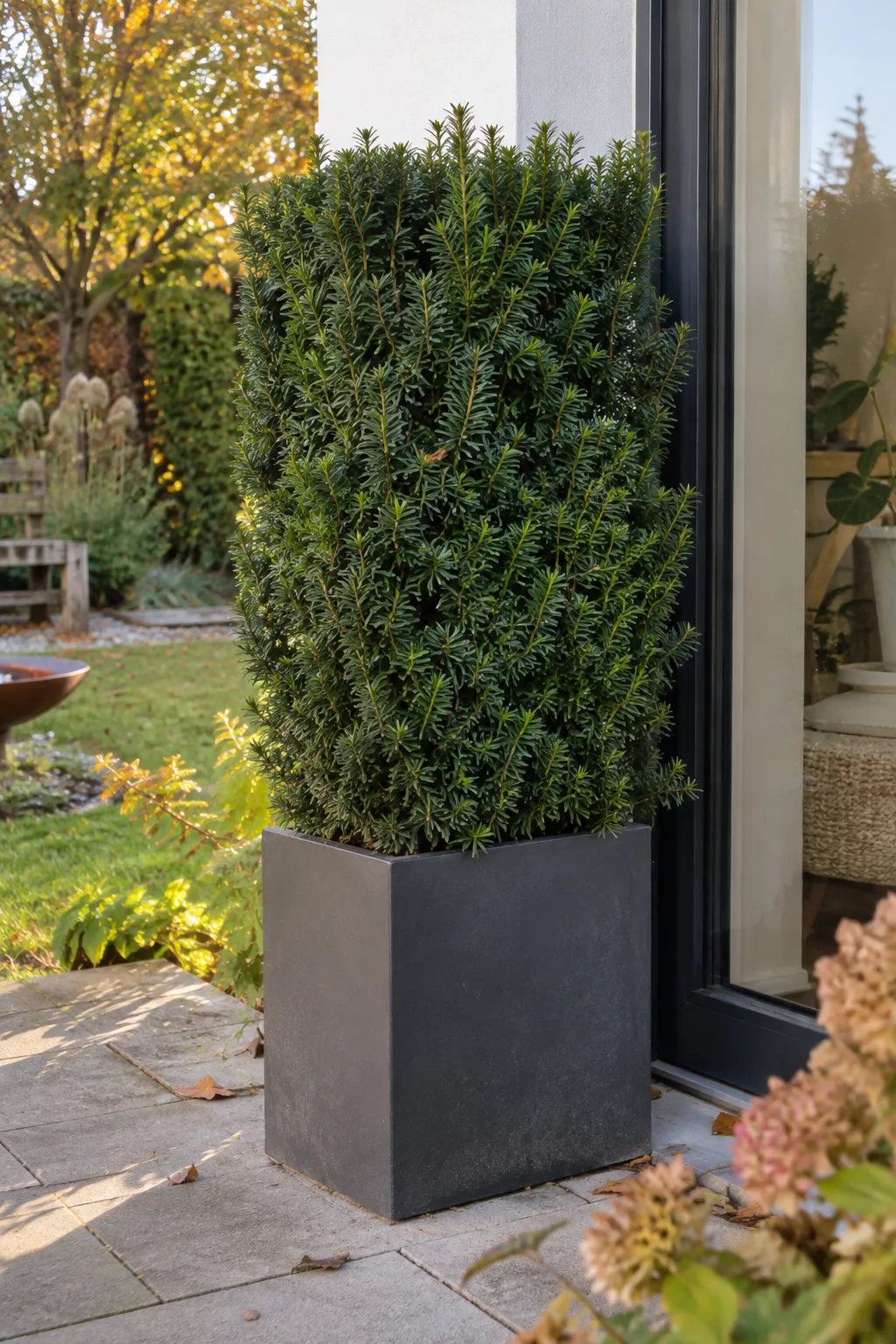Quaderförmig geschnittene Eibe mit dunkelgrünen Nadeln in einem großen anthrazitfarbenen Pflanzkübel neben einer Terrassentür