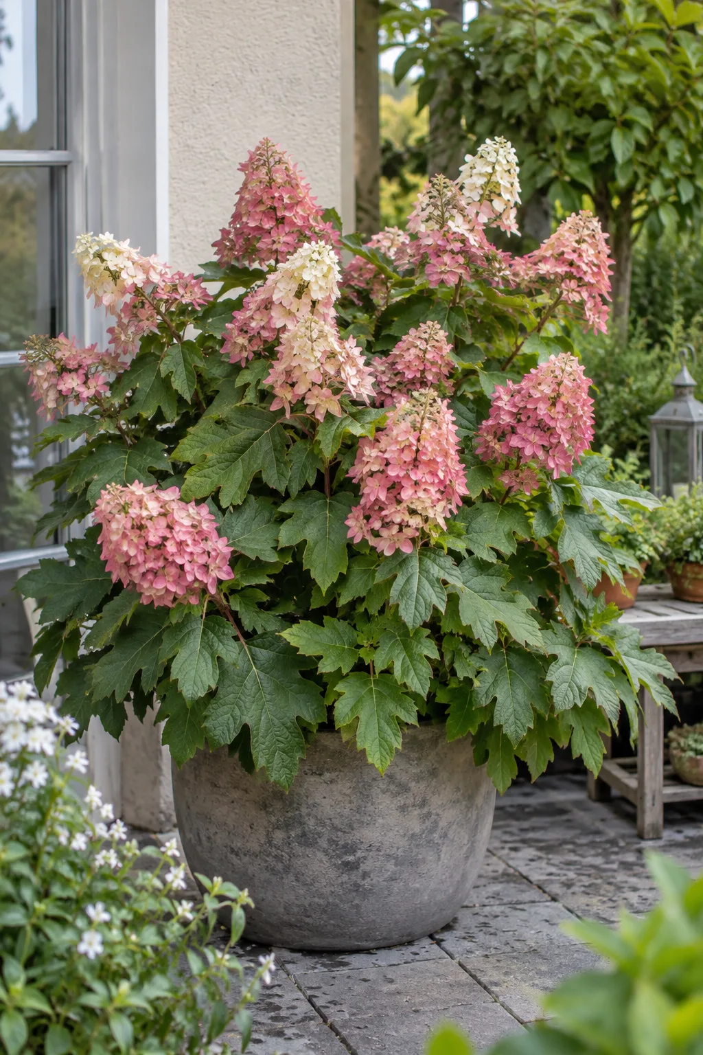 Kleine, rundliche Eichenblatt-Hortensie in einem breiten Kübel mit tief gelappten Blättern und aufrechten Rispen in Weiß und Mittelrosa