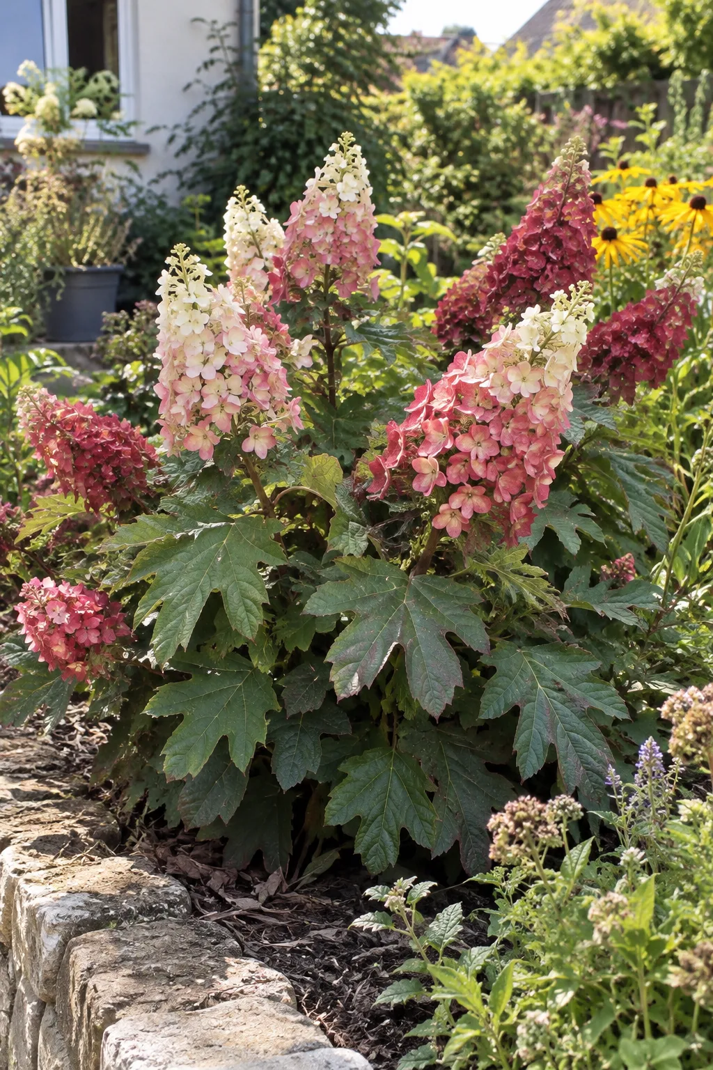 Kompakte Eichenblatt-Hortensie in einem sonnigen Beet mit aufrechten Rispen, die von Weiß über Zartrosa zu Rubinrot umfärben
