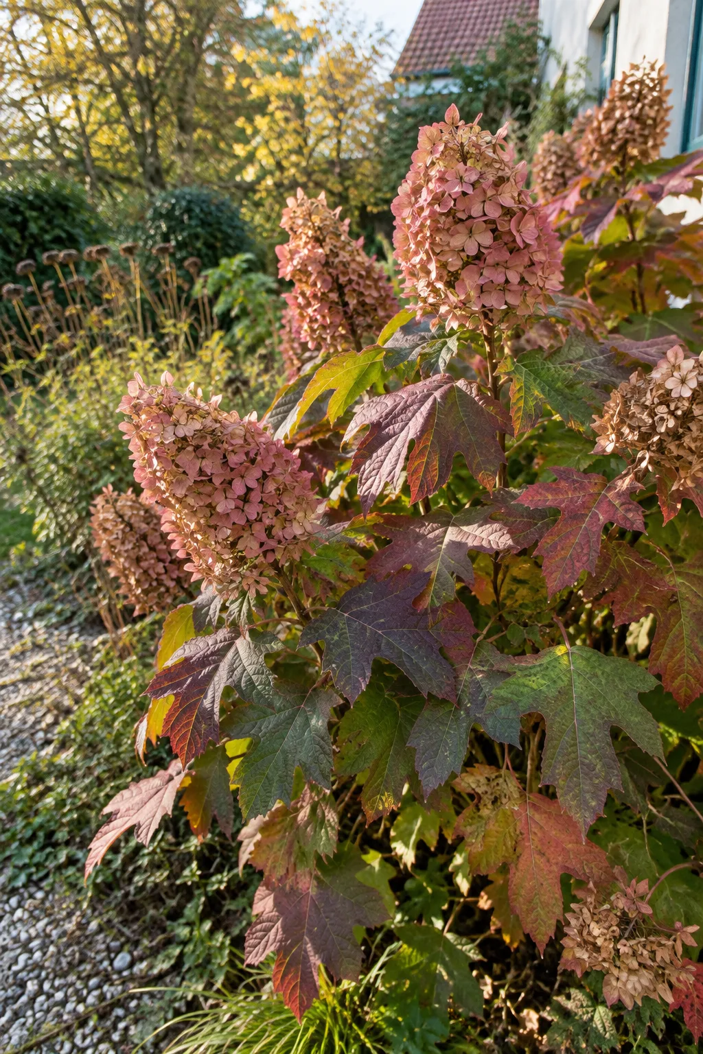Eichenblatt-Hortensie im Herbst an einem sonnigen Gartenrand, tief gelappte Blätter in Bronze und Purpur, dazwischen verblühte rosa Rispen