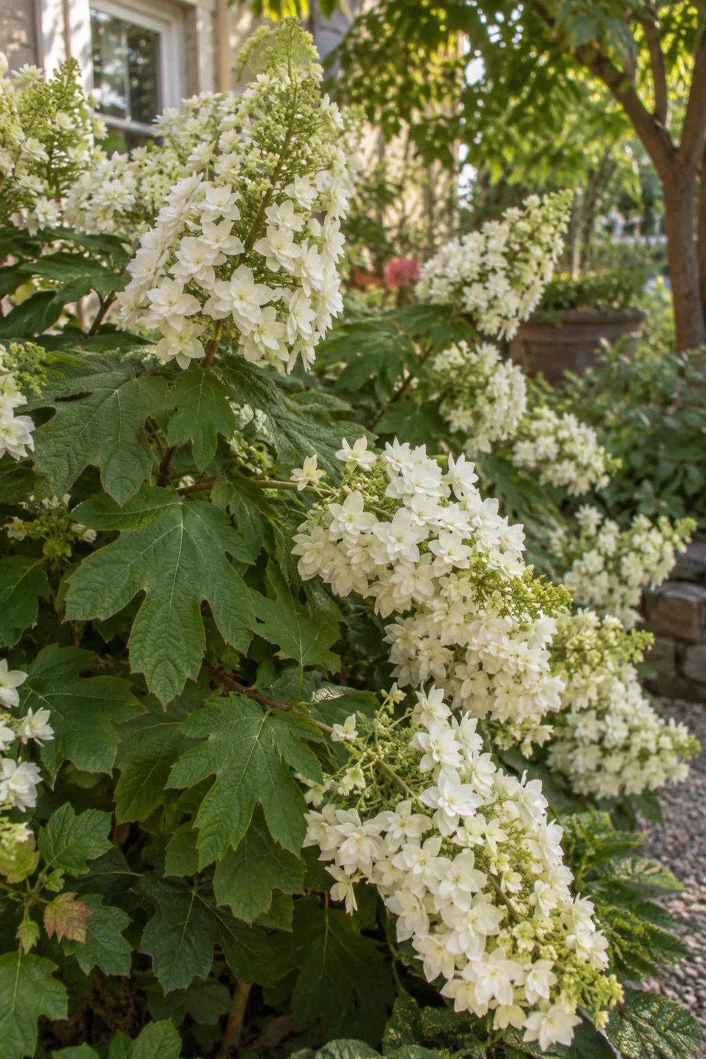 Eichenblatt-Hortensie mit langen, überhängenden Rispen aus gefüllten weißen Blüten vor großem gelapptem Laub im Sommer