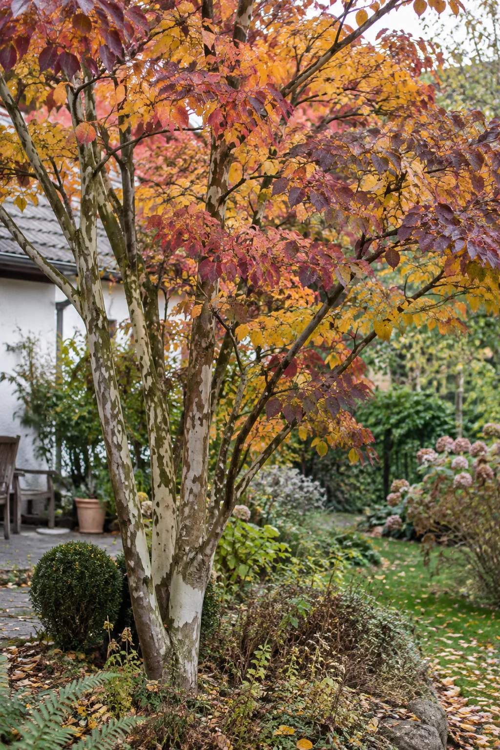 Mehrstämmiger Eisenholzbaum im Oktober mit Laub in Gelb, Orange, Rot und Purpur, am Stamm die fleckig abblätternde Rinde