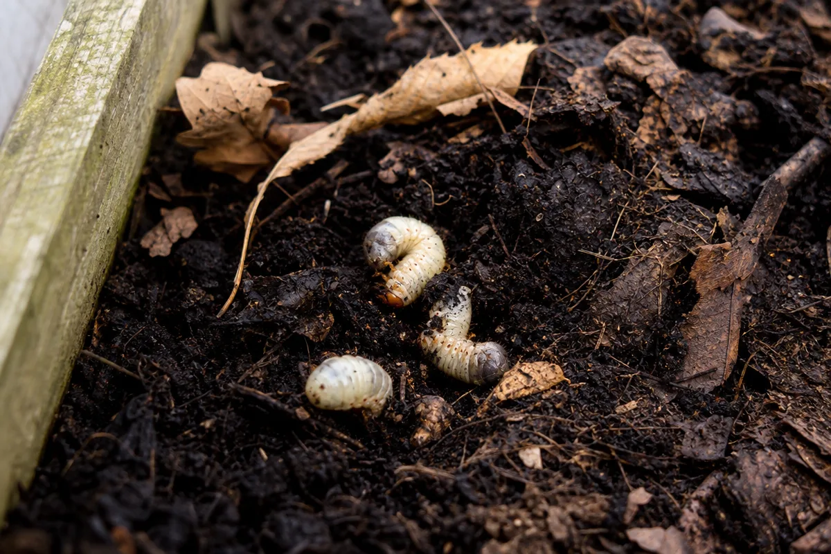 Drei helle Engerlinge im Mulchmaterial am Rand eines Hochbeets