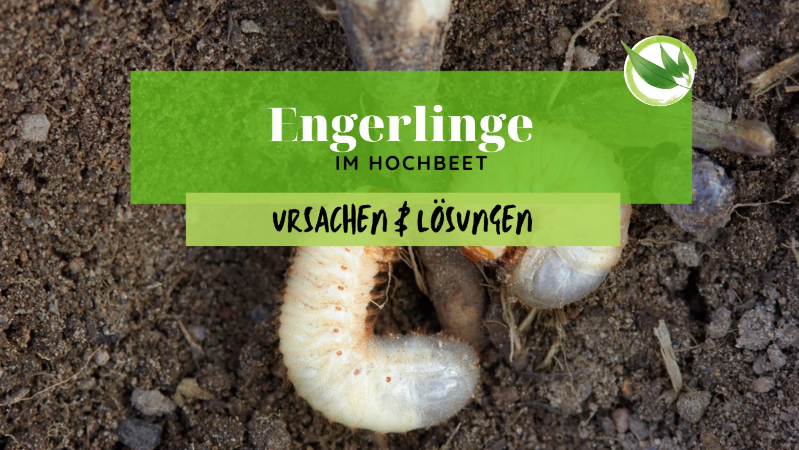 Engerlinge im Hochbeet – Ursachen & Lösungen