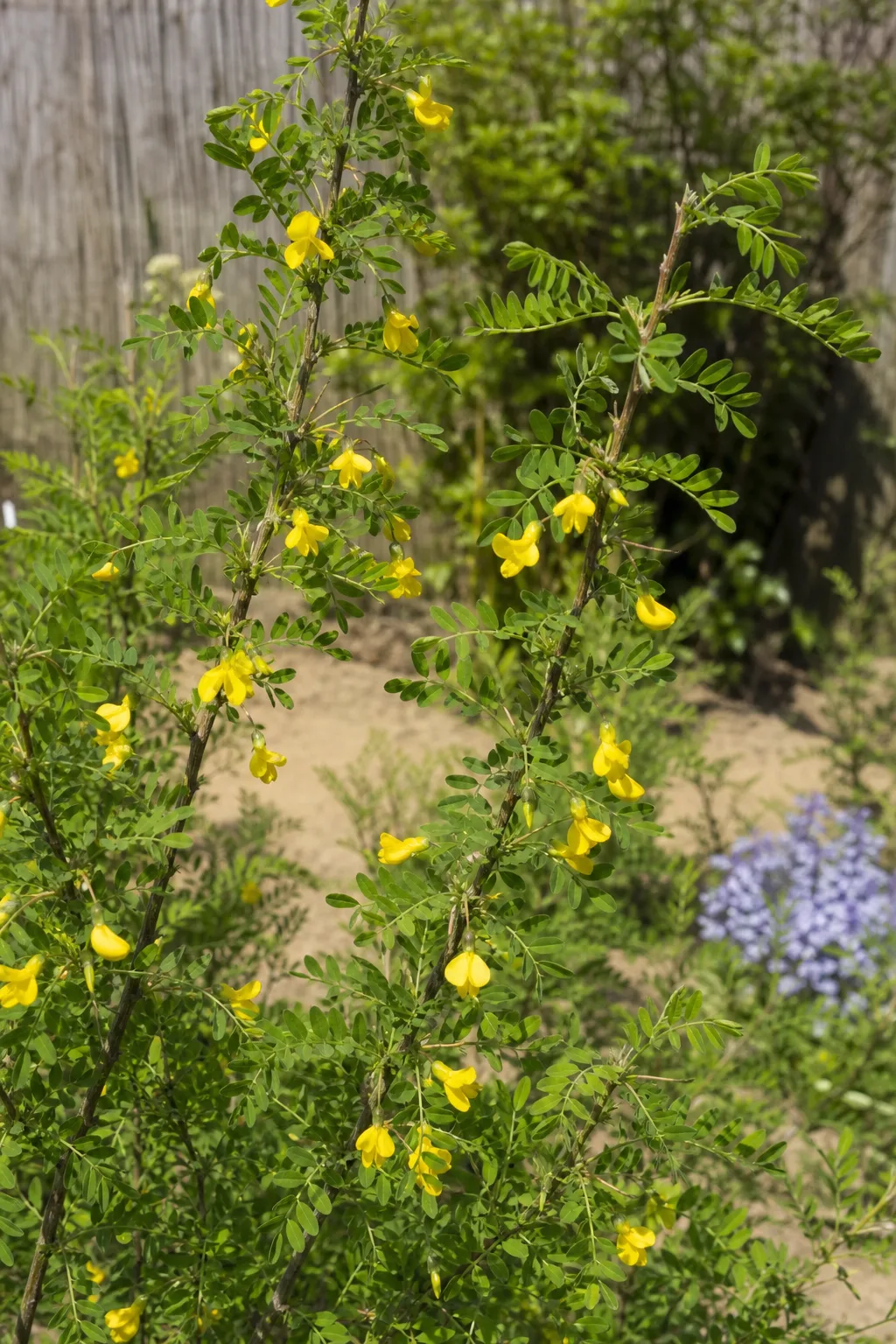 Erbsenstrauch mit hängenden gelben Schmetterlingsblüten