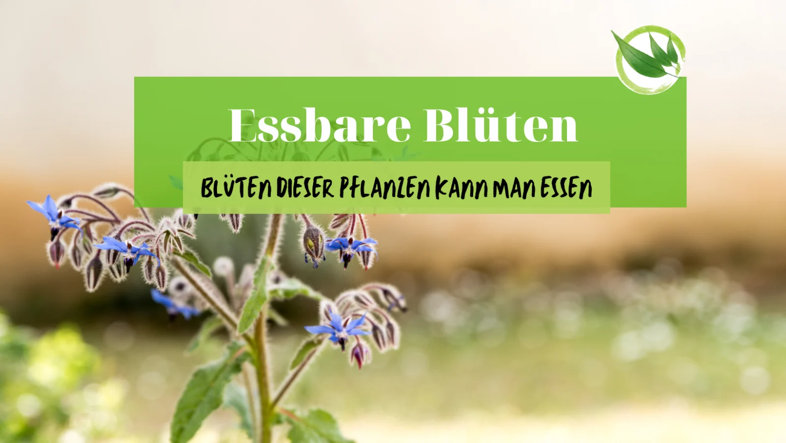 Essbare Blüten: Diese leckeren Pflanzenblüten kannst du essen!