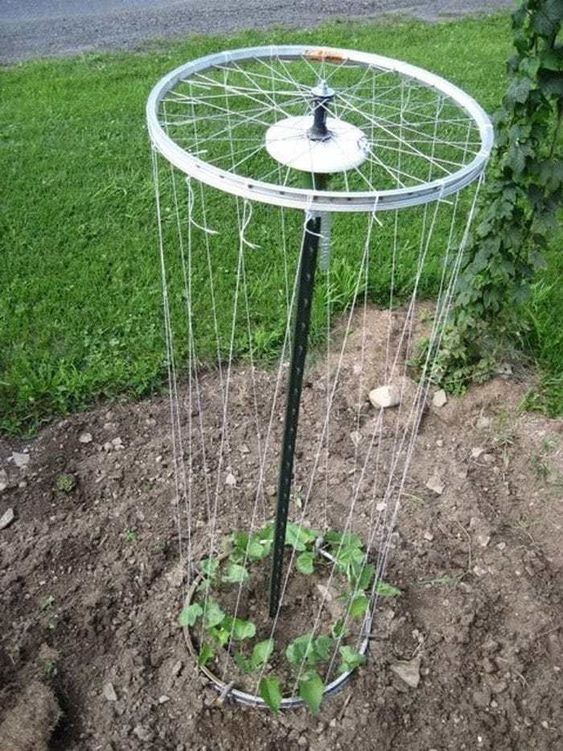Fahrradrad als Rankhilfe für Pflanzen im Garten.