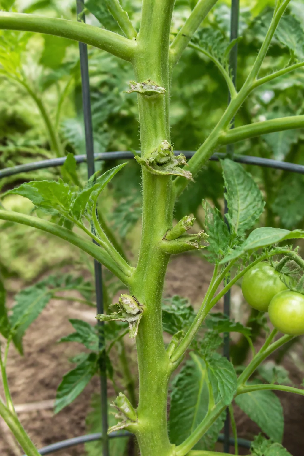 Tomatenstiel mit falsch entfernten Seitentrieben