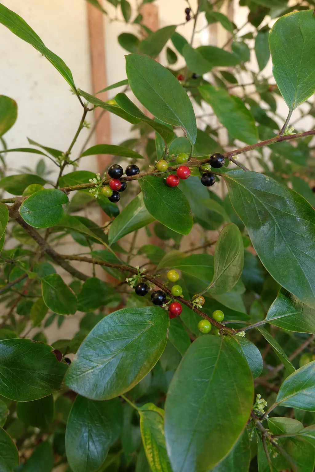 Faulbaumzweig mit glatten, ganzrandigen Blättern und kleinen Beeren in Grün, Rot und Schwarz nebeneinander