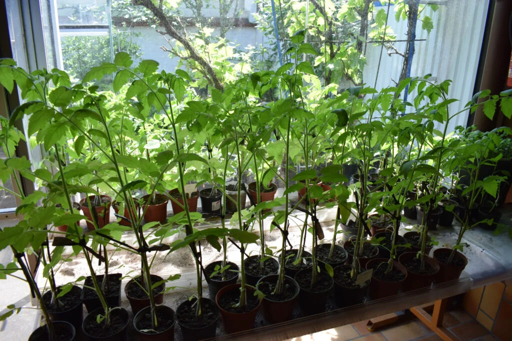 Tomatenpflanzen auf Fensterbank