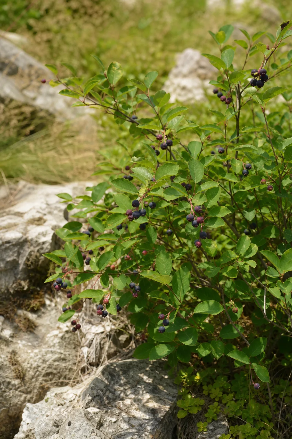 Felsenbirne mit blauschwarzen Beeren an einem sonnigen, steinigen Hang