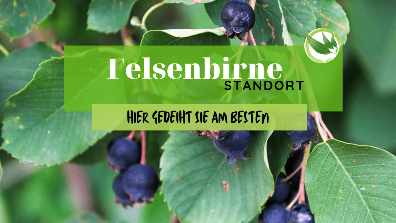 Felsenbirne Standort – Hier gedeiht sie am besten