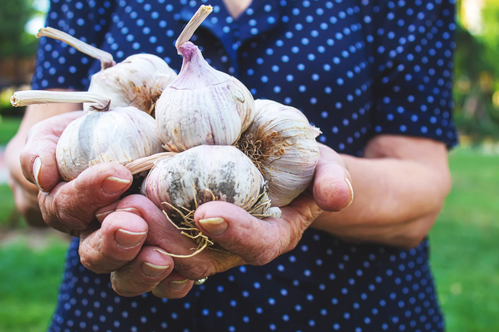 Knoblauch pflanzen und pflegen: Dein Weg zur eigenen Ernte