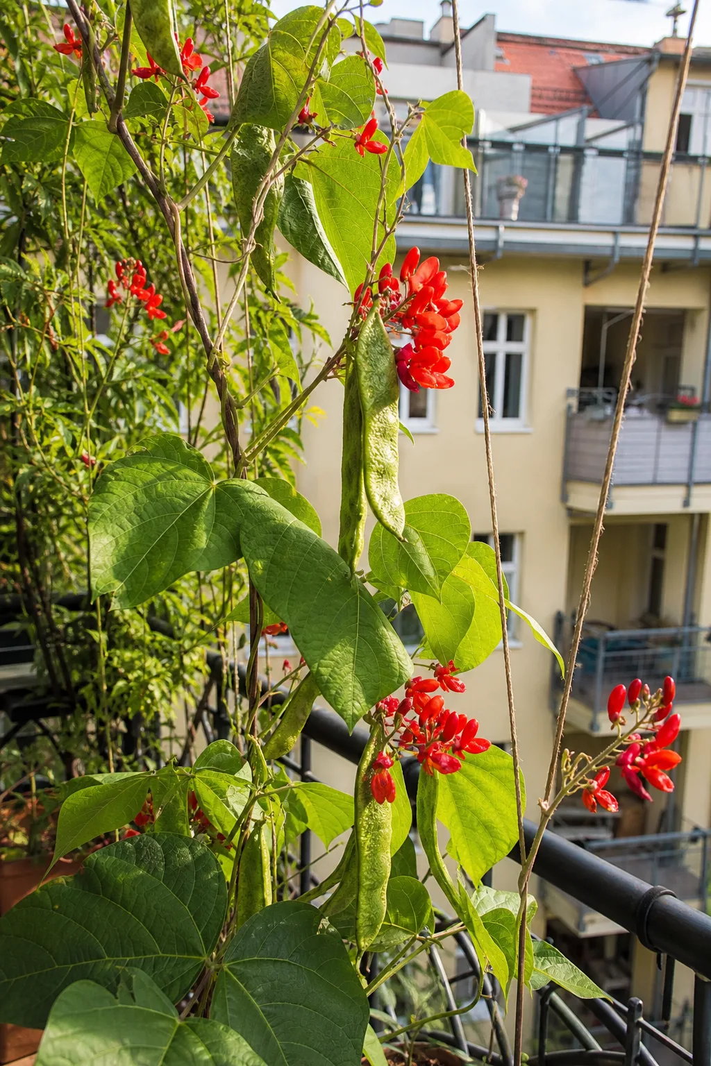 Feuerbohnen mit scharlachroten Blüten und Hülsen an einem Balkongeländer