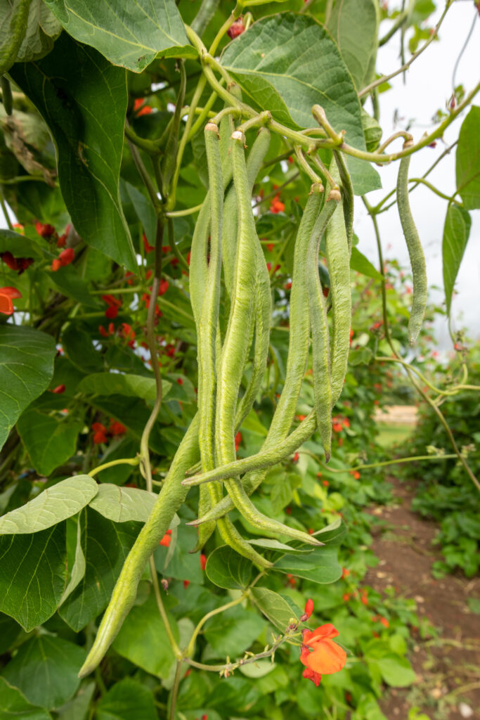Grüne Bohnen am Strauch im Garten