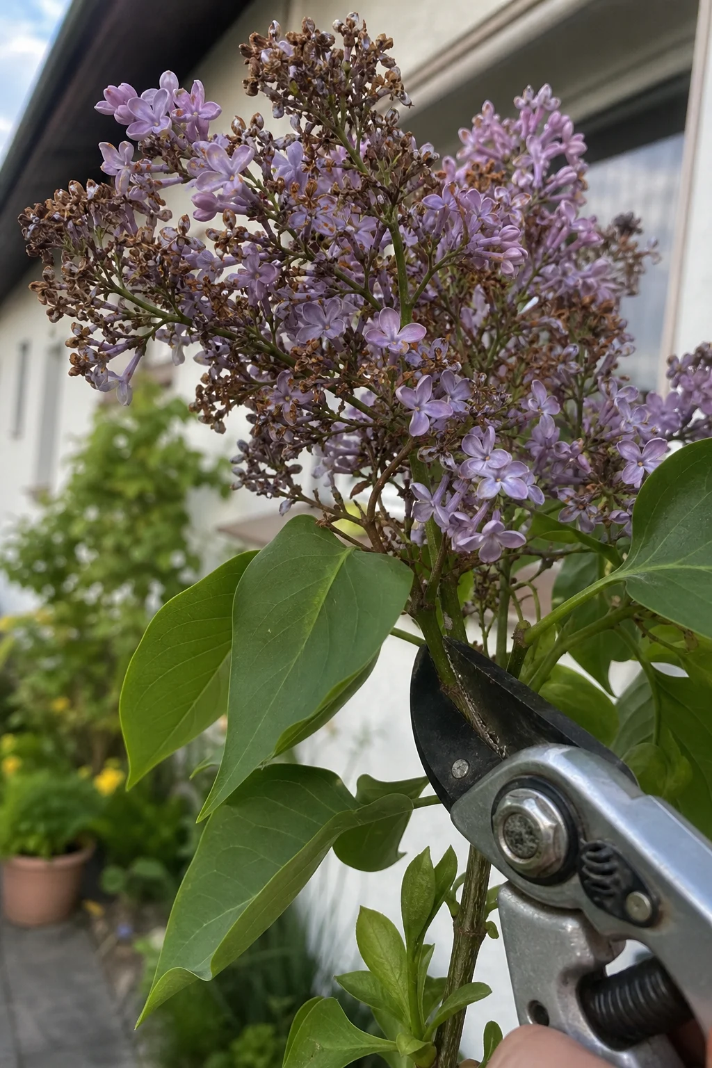 Bypass-Astschere schneidet eine verblühte violette Fliederrispe direkt über dem nächsten Blattpaar ab.